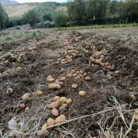 فروش سیب زمینی