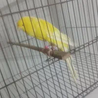 قناری بلند ماده