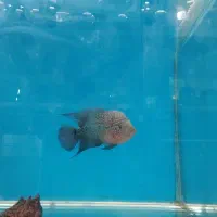 ماهی زینتی فلاور