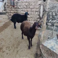 بره قوچ قره قزل درجه یک|حیوانات مزرعه|کوهدشت, |دیوار