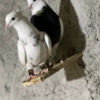 کبوترطوقی|پرنده|چابهار, |دیوار