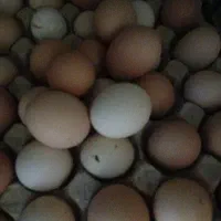 تخم مرغ محلی