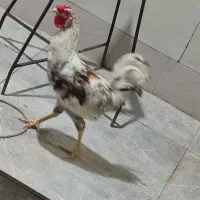 خروس جوان مست چهل تاج