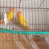 برزیلی اوپال کله نارنجی