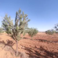 زمین