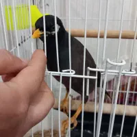 مرغ مینا نر کاملا اهلی