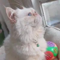 پرشین سفید نر