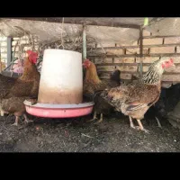 مرغ تخم گذار جوجه بودن خودم بزرگ کردم