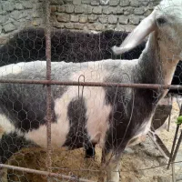 یک قوچ و گوسفند شیشک