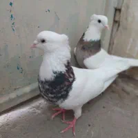 کبوتر طوقی هفت رنگ