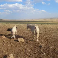 بز نره افغان