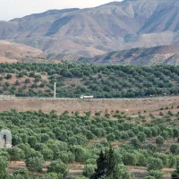 نیازمند کارگر زیتون چین