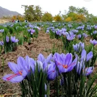 زمین در قزل زمی بناب