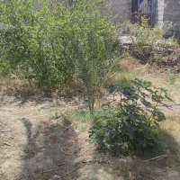 فروش زمین باغی۴۰۰ مترروستایی شهوار|فروش زمین و ملک کلنگی|میناب, |دیوار