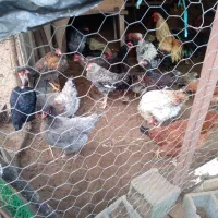 مرغ و خروس محلی|حیوانات مزرعه|چاف و چمخاله, |دیوار