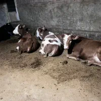 فروش گوساله ماده