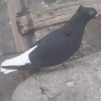 کبوتر ماده دم سفید|پرنده|کرمانشاه, |دیوار