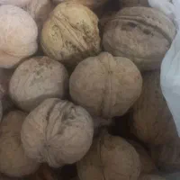 گردوی ایرانی تازه