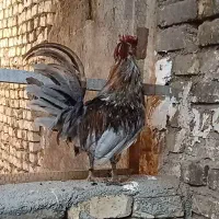 خروس.گلین.طوسی.چلتاج