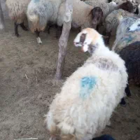 کاور ورن نر نازار ترکی لری دو رگ