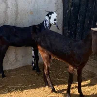 ۸تابزسانن پاکستانی همراه بادوتا بزغاله تازه زاییده|حیوانات مزرعه|شاهرود, |دیوار
