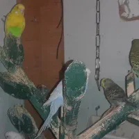 مرغ عشق|پرنده|رباطکریم, رباطکریم|دیوار