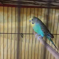 مرغ عشق نر مست معاوضه بافنچ ماده کینگ یانرگسی جوان