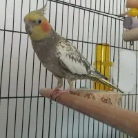 عروس هلندی ماده زیبا|پرنده|لاهیجان, کوی زمانی|دیوار