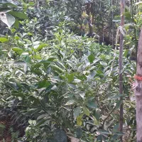 فروش انواع نهال و گل|خدمات باغبانی و درختکاری|نشتارود, |دیوار