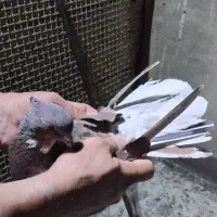 سرخ سرور دم سفید|پرنده|ملارد, |دیوار