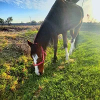 اسب نریان آرام