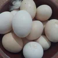 تخم مرغ لاری تخم مرغ هلندی نطفه دار