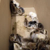 جوجه محلی اصیل زابل و دستگاه جوجه کشی هدایت|حیوانات مزرعه|زابل, |دیوار