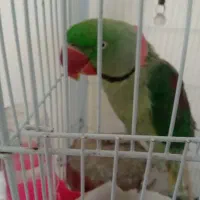 شاه طوطی