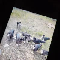 اردک اسراعیل|حیوانات مزرعه|اسالم, |دیوار