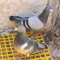 نشسته