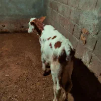 گوساله ماده سیمینتال