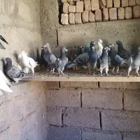 کبوتر مسافتی