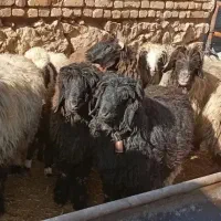 میش بختیاری بره دار