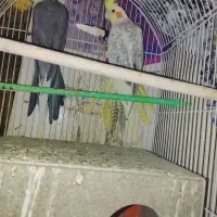 عروس هلندی