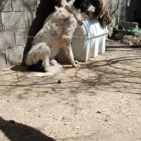 سگ جوان گله یی