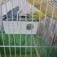 مرغ عشق نر وماده