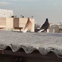 چهارتا دم سفید ماده|پرنده|مشهد, احمدآباد|دیوار