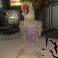 خروس محلی روستایی اصل