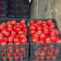 دسته کارگر مرد دارم برا کارهای کشاورزی ،