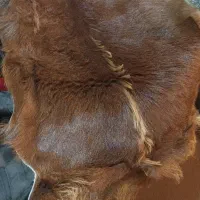 پوست اصل تزئینی