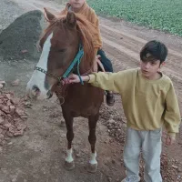 اسب پونی اصل  مادیان سواری مخصوص باشگاه سوار کاری