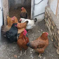 7 عدد مرغ جوان تازه به تخم نشسته و یک عدد خروس