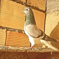 کفتر بدرنگ