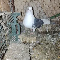 پوشداره زردوساه|حراج|میانه, |دیوار